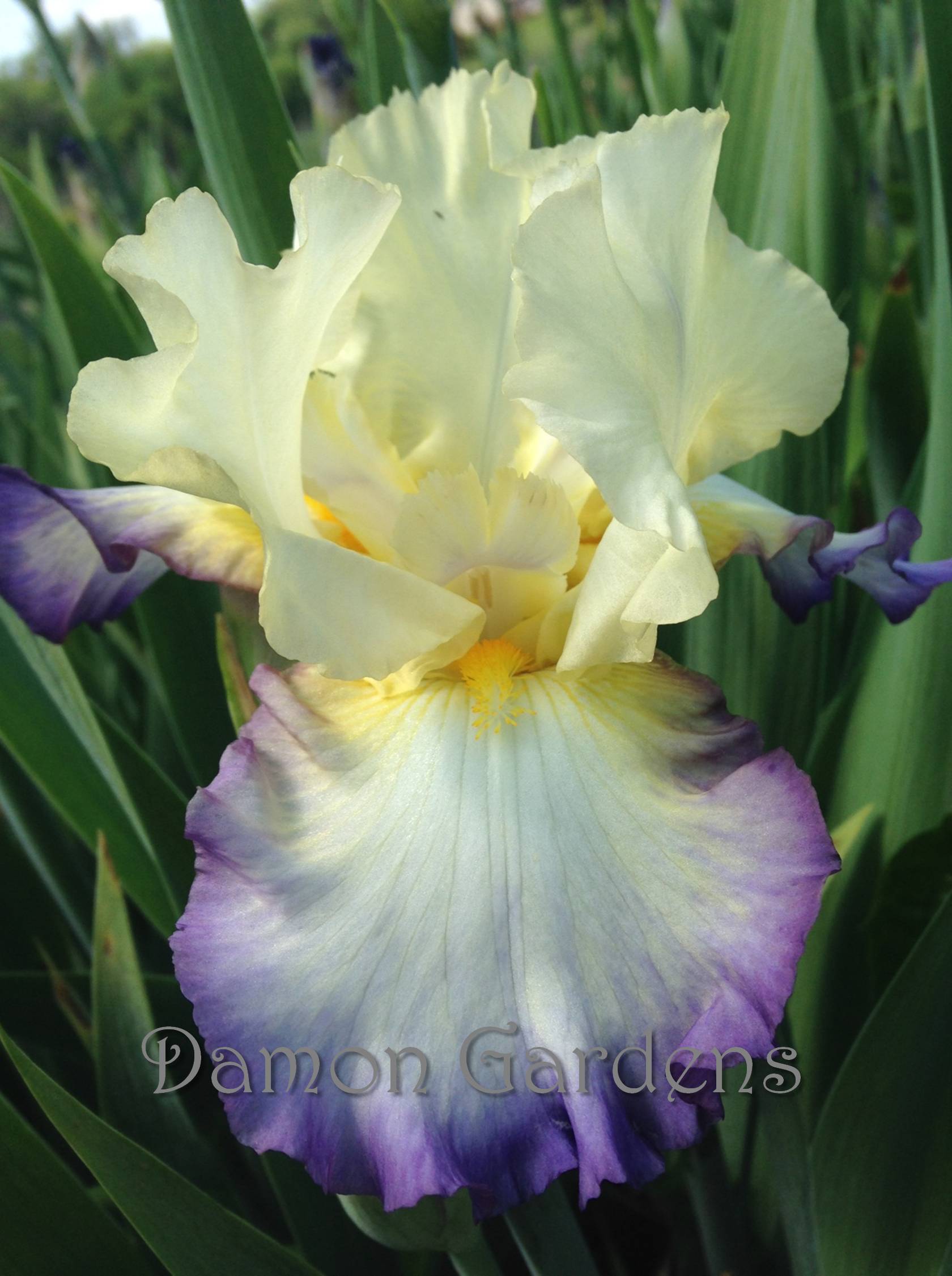 Iris American Master